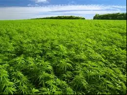 Plantación de Marihuana