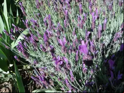 flores