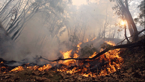 incendios-forestales