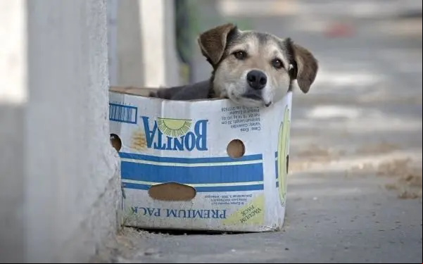FILE - In a May 17, 2013, file picture, a street dog sits in a cardboard box, in Bucharest, Romania. The stray dog population of the Romanian capital is around 64 thousand according to city hall sources. The Matei Bals hospital for infectious diseases says it has treated 9,760 people for dogs bites this year, of which a quarter were children. It was the death of the 4-year-old boy that sparked a new debate over killing strays. (AP Photo/Vadim Ghirda, File)