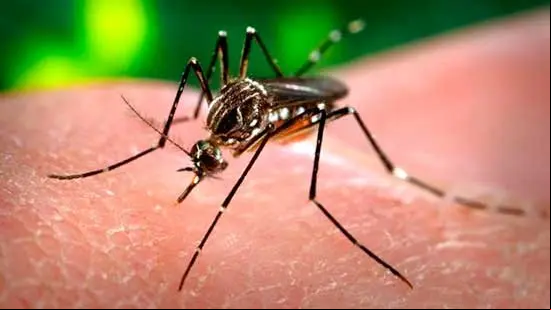 mosquito
