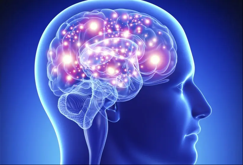 cerebro-1024x696
