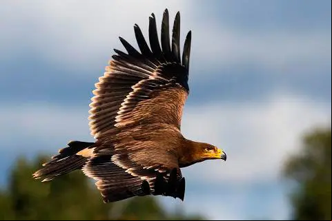 aguila_imperial
