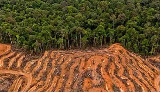 deforestac