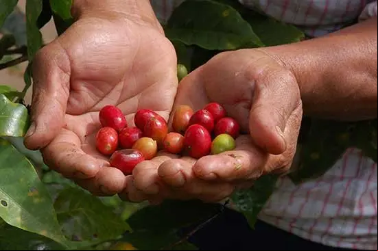 comercio-justo