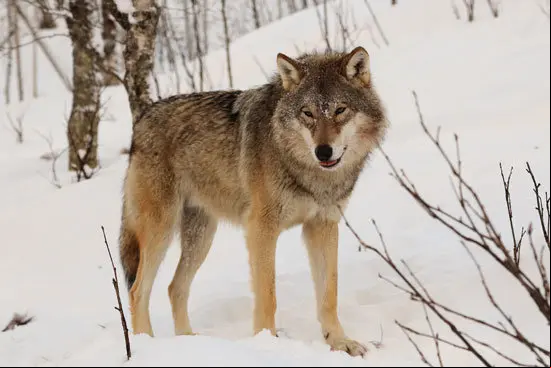 lobo-1