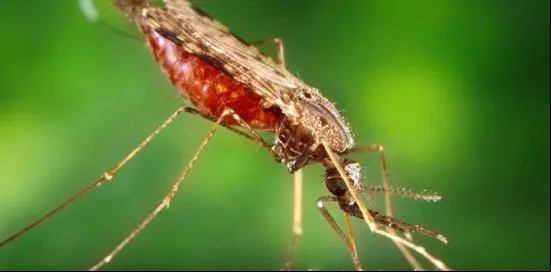 mosquito-malariab