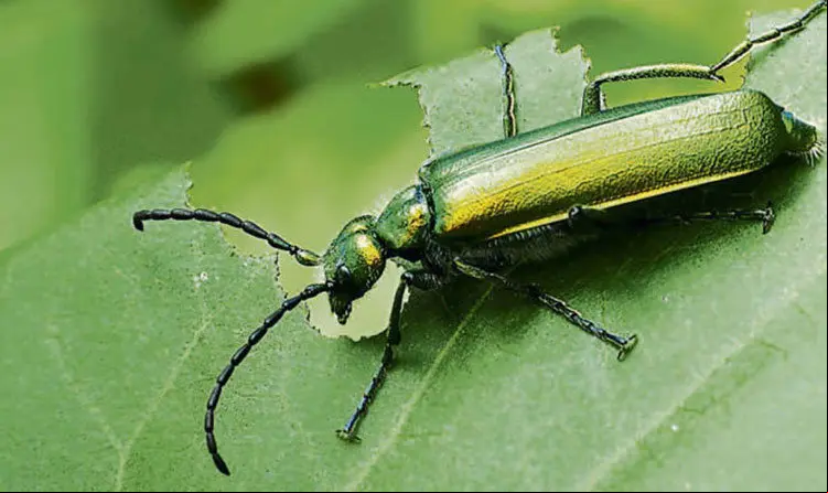 mosca