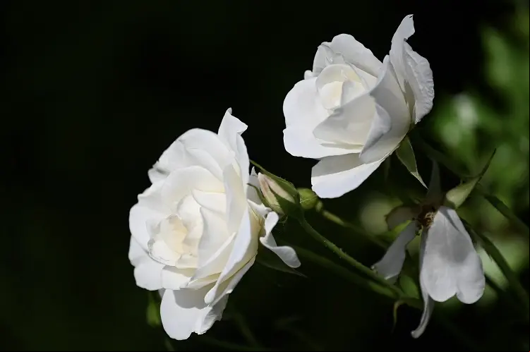 rosas blancas