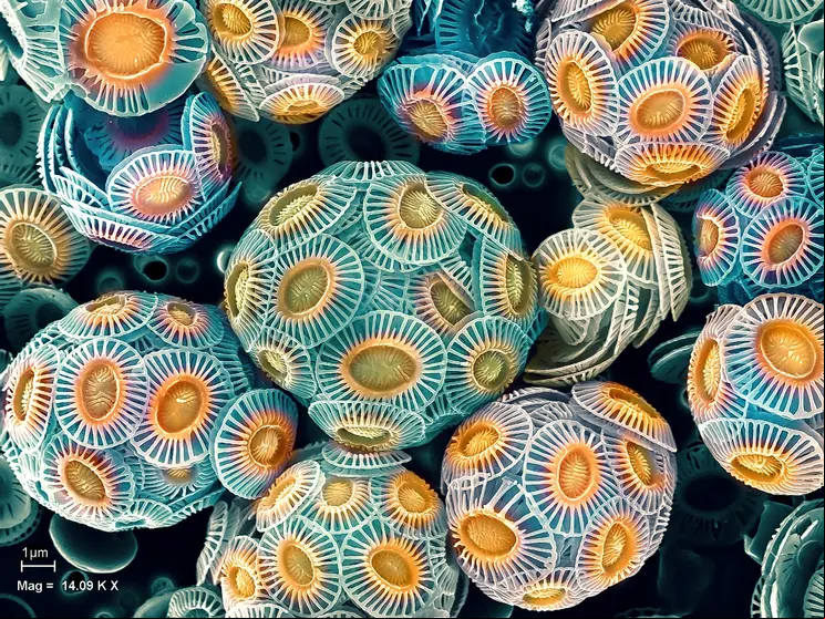 Emiliania huxleyi coccospheres