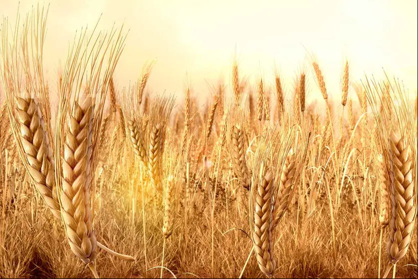 Campo de trigo