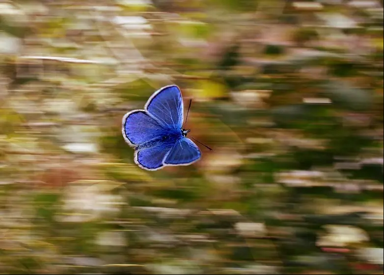 mariposa