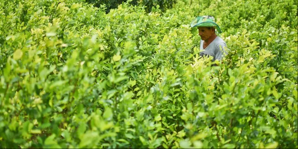 cultivo coca