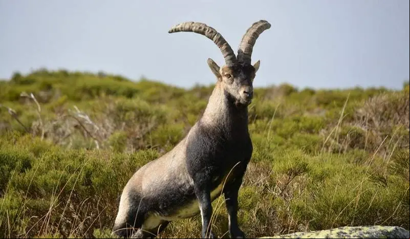 macho-cabra-de-gredos
