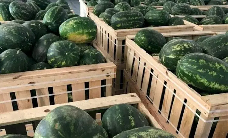 sandias_marruecos