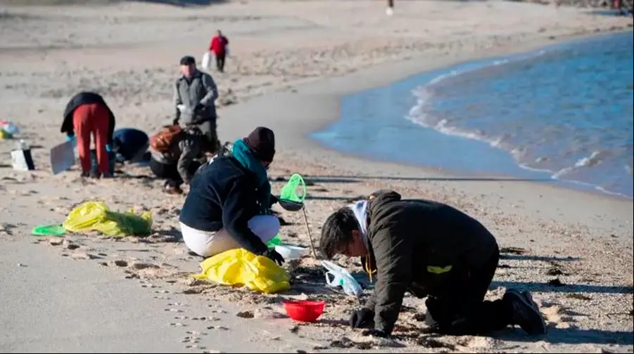 Voluntarios recogen pellets de plástico en la Playa de A Lanzada en O Grove
