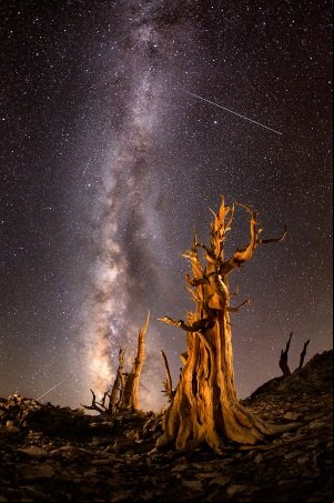Ancient-bristlecone1