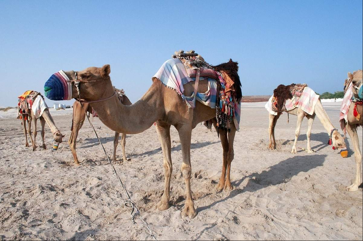 qatar 3