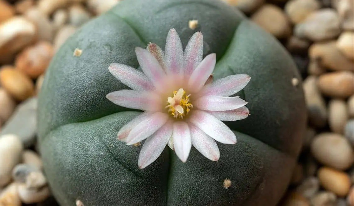 peyote