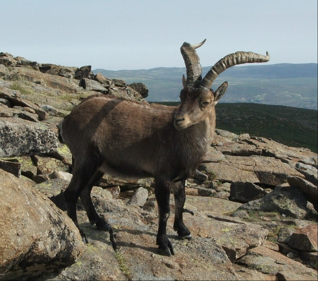 cabra_gredos